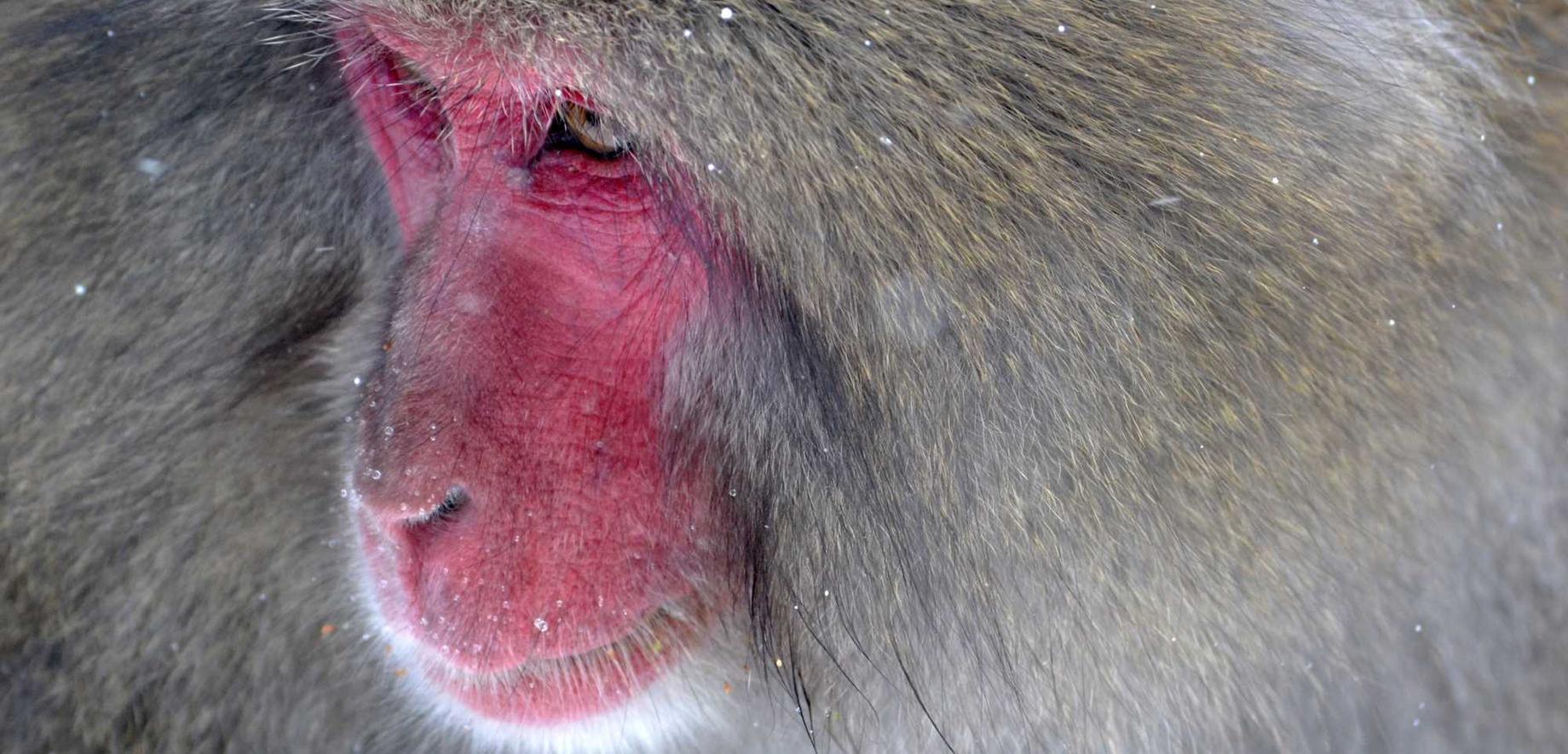 在线DDOS平台攻击|app自动详情下载教程软件