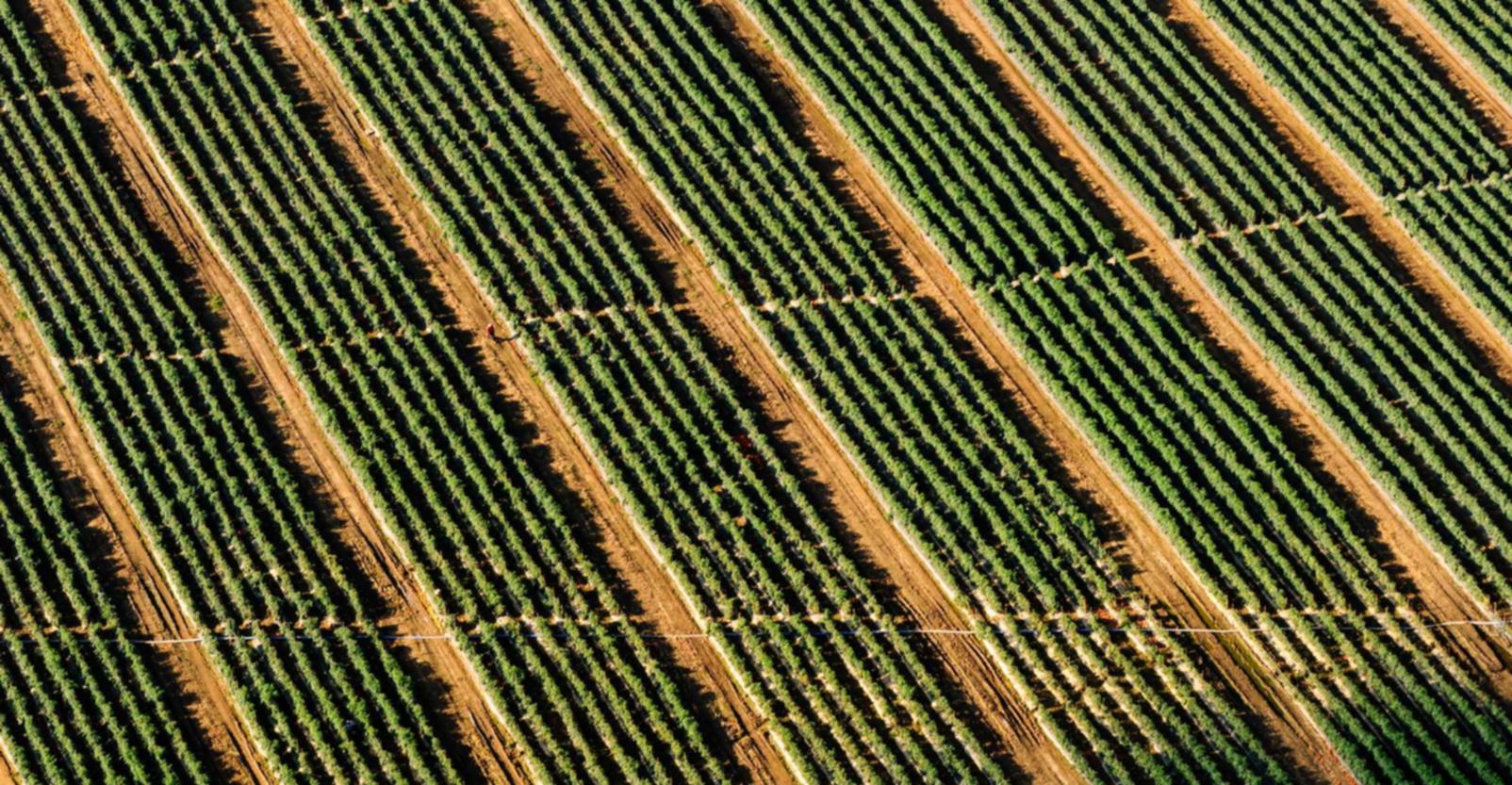 欧盟好彩四味爆珠:流量卡代理平台购买