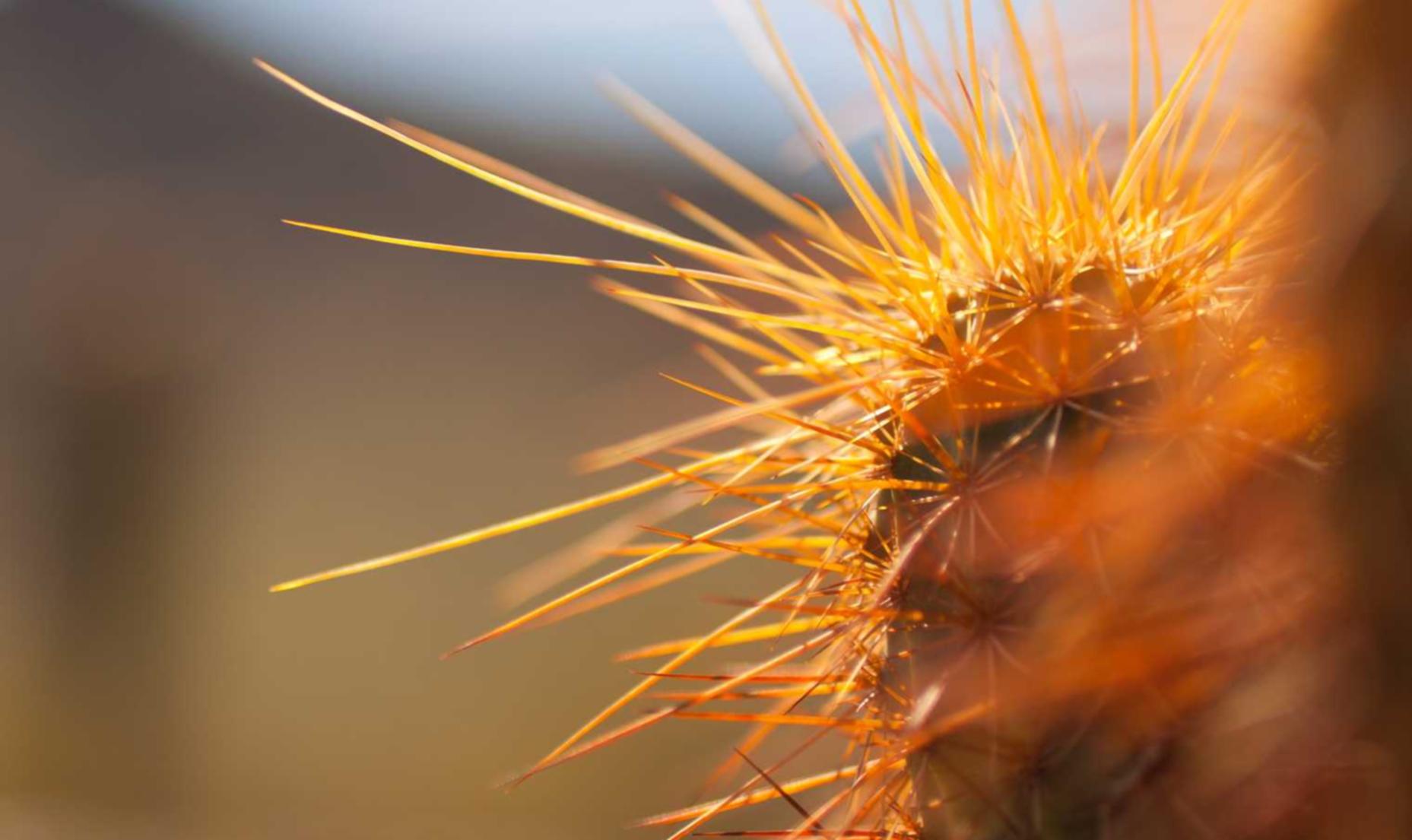 何为技术支持?何为合法?